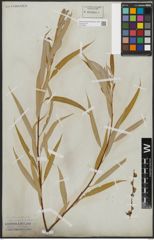 Foto von Salix acmophylla Boiss.